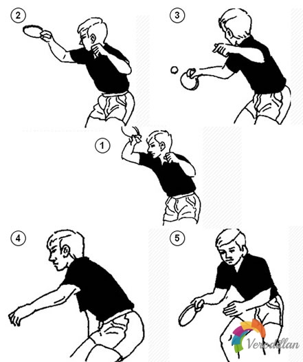 直拍正手前沖弧圈球動作要領圖解